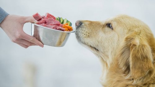 Продукты, которыми нельзя кормить собак