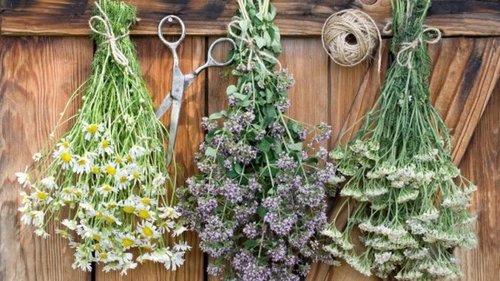 5 трав для красоты и здоровья, которые нужно успеть собрать и засушить летом