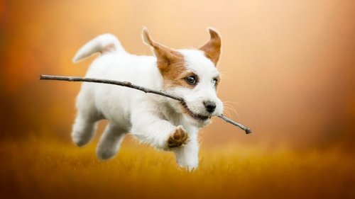 10 самых энергичных и активных пород собак