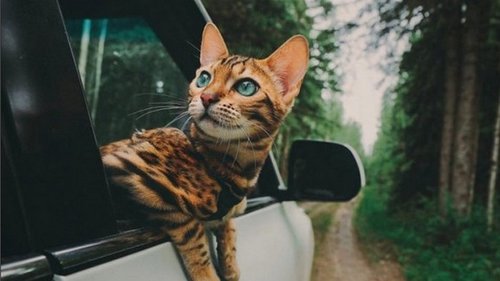 10 советов для удачных поездок с животными на машине