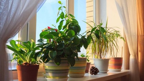 Как правильно выбрать комнатные растения