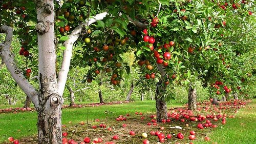 8 фруктовых деревьев, которые можно вырастить на очень маленьком участке