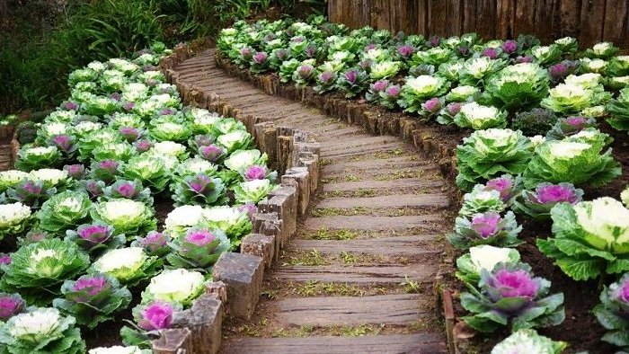 Любопытные факты о садовом участке