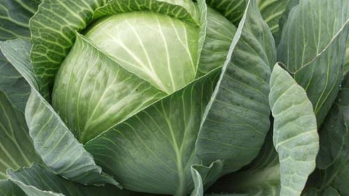 Полезные свойства кочанной капусты