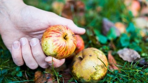 Почему гниют яблоки и можно ли спасти урожай?
