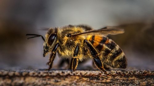 Пчела, оса, шмель или шершень: чей укус больнее и опаснее?