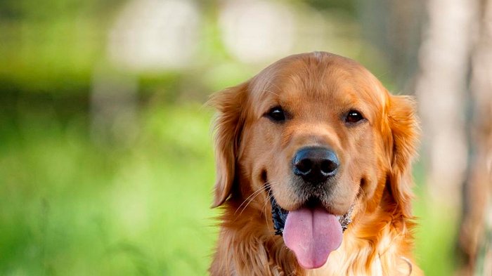 Как распознать пищевую аллергию у собаки и от чего она может возникнуть?