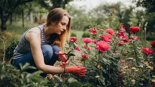 Слепые побеги и дикая поросль: как ухаживать за розами в конце лета?