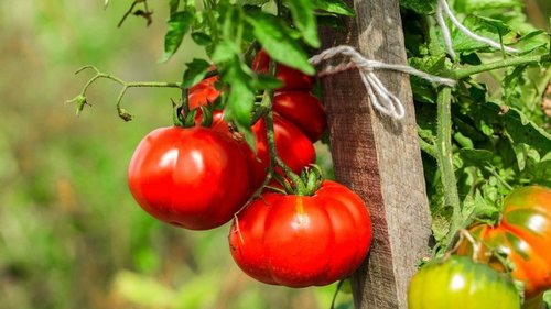 Как провести жесткую обрезку помидоров в августе, чтобы не потерять урожай
