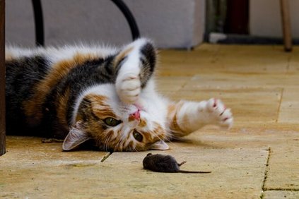 Учёные исследовали мотивацию кошек: они не хотят трудиться ради еды