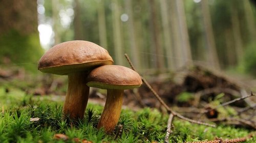 Грибной год или нет, какие условия нужны для роста грибов?