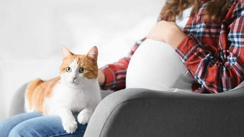 Кошки и беременность. Что нужно знать будущей маме?