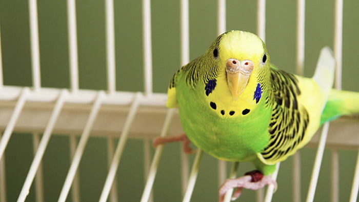 Птичьи клетки в интерьере: идеи использования