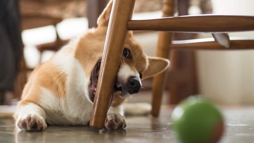 Как отучить собаку грызть вещи и мебель