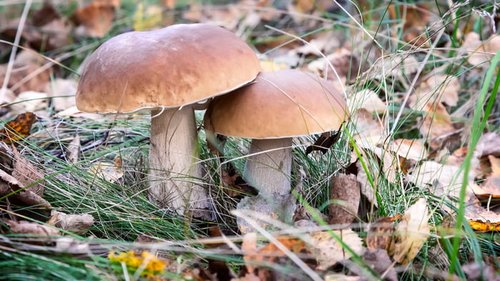 Как собирать грибы: правила, места и время тихой охоты