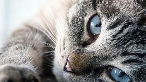 Как кошка информирует о присутствии негатива в доме