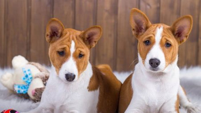 Собака, которая не пахнет псиной: 10 пород для людей с чувствительным носом