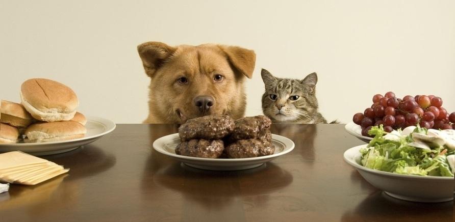 Сухой собачий корм: некоторые факты из области питания собак