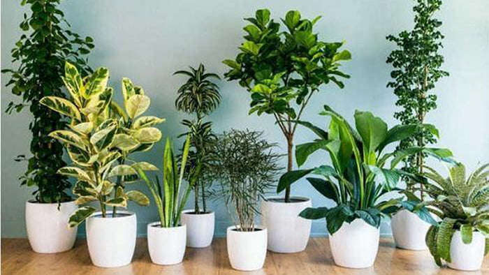 Тенелюбивые и теневыносливые комнатные растения: фото и названия