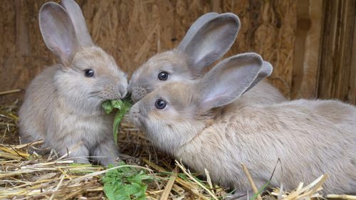 Как разводить кроликов: кролиководство в домашних условиях