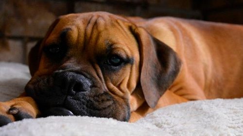 Седативные средства: как действуют  на собак и в каких случаях помогаю