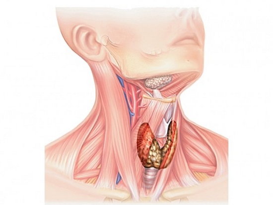 Повышенные гормоны щитовидной железы — причины, симптомы и лечение