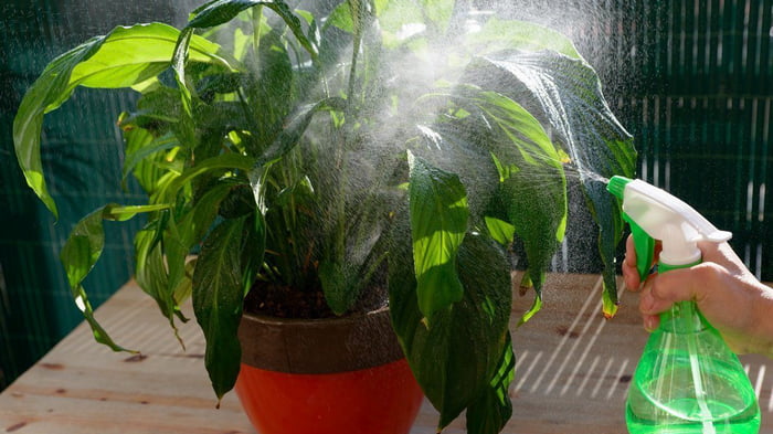 Как правильно опрыскивать комнатные растения в домашних условиях