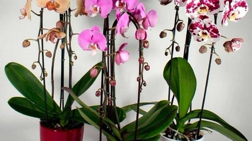 Почему у орхидеи опадают бутоны: основные причины и факторы влияния