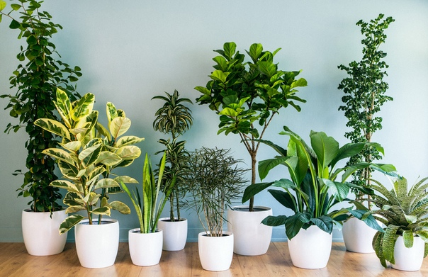 Весенний уход за комнатными растениями: основные правила