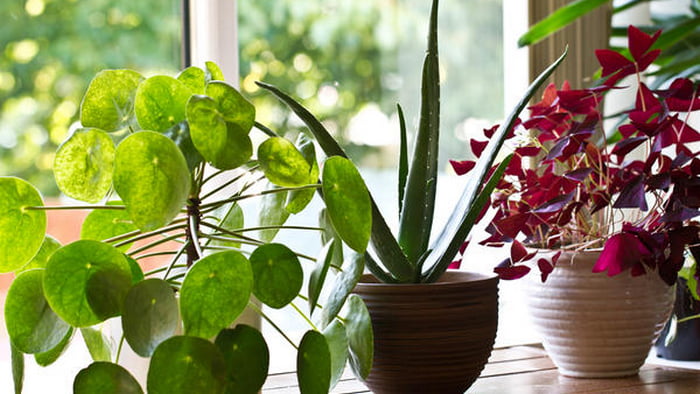 Шесть ценных лекарственных растений, которые необходимо вырастить дома