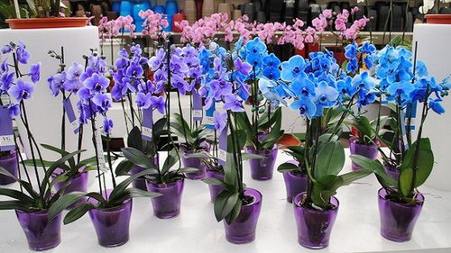 Секреты рассадки орхидей: как умножить 1 растение на 100