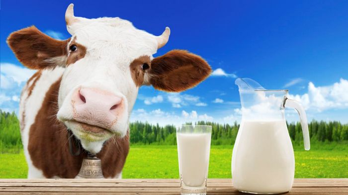 Фермерское коровье молоко и сливки: вся польза продукции