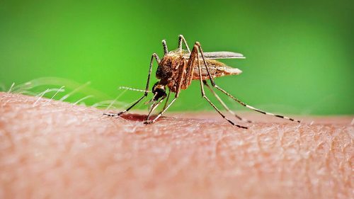Вот как правильно лечить укусы комаров без аптечных средств