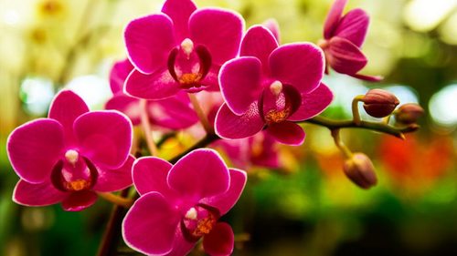 Как заставить орхидею цвести почти круглый год