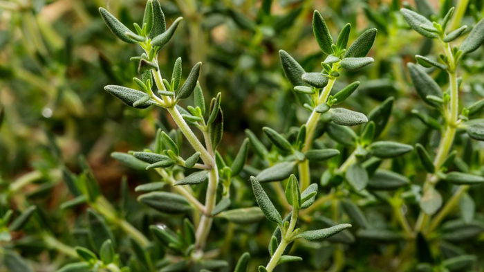10 натуральных трав, которые помогут укрепить вашу дыхательную систему