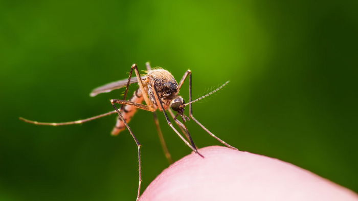 7 идей, как избавиться от комаров