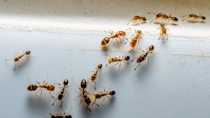 Как избавиться от муравьев с помощью одной специи