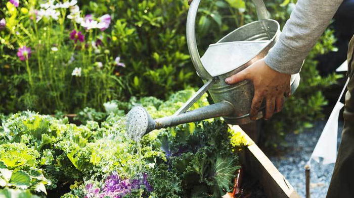 Натуральные средства для борьбы с вредителями в саду