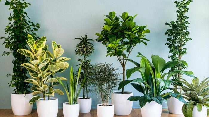 Самые популярные крупнолистные комнатные растения