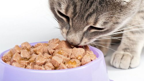 Почему влажный корм важен для котов?