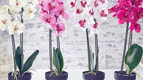 Орхидея будет цвести круглый год, если поливать ее этим натуральным продуктом
