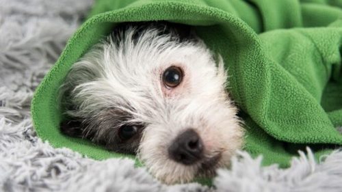 Простуда у собак — симптомы и лечение