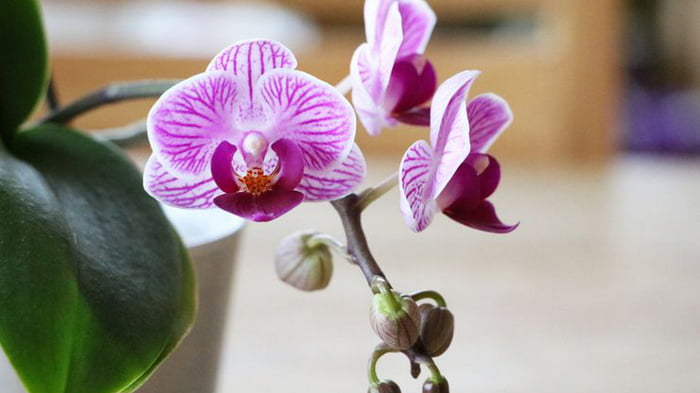Орхидея фаленопсис — как ухаживать грамотно