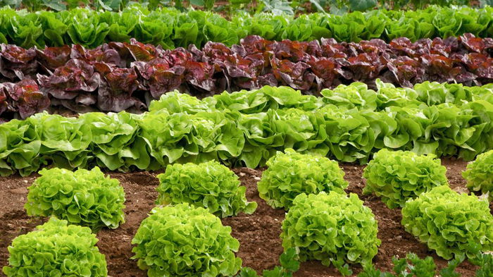 Как вырастить листовой салат на огороде: рекомендации и удачные даты