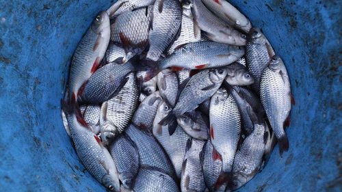 5 признаков, которые говорят о свежести рыбы: проверьте при покупке