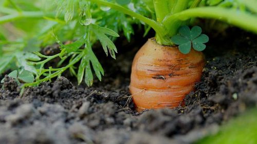 Посадите морковь под зиму, чтобы получить ранний щедрый урожай