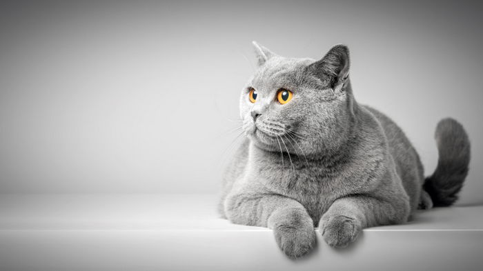 10 мифов о кошках, которые вредят вашему питомцу