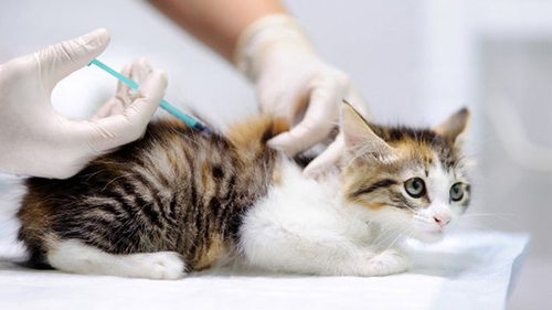 Вакцинация котов: когда и какие прививки делать котятам и взрослым жив...