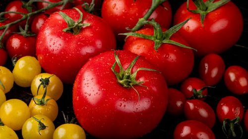 Сеем помидоры «под зиму» для щедрого и раннего урожая: малоизвестный способ