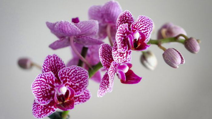 Это удобрение из холодильника заставит вашу орхидею цвести круглый год